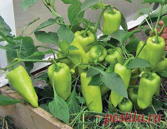 (+1) тема - Секреты успешного урожая Галины Доновой | ОГОРОД БЕЗ ХЛОПОТ