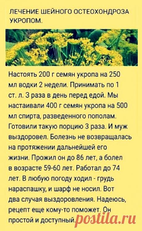 Лечение шейного остеохондроза укропом