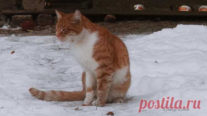 Кот в Старый Новый год… | Кошки каждый день | 14 января | Кошачий календарь | Кошки & Коты | Автор Нина Стрелкова | Кот в Старый Новый год. Зима богата праздниками. Один Новый год встретили, а вот теперь ещё один можно встретить, по старому стилю. Или Старый Новый год. Начинают его праздновать вечером, 13 января (очередные проводы старого года), и продолжают 14 января...