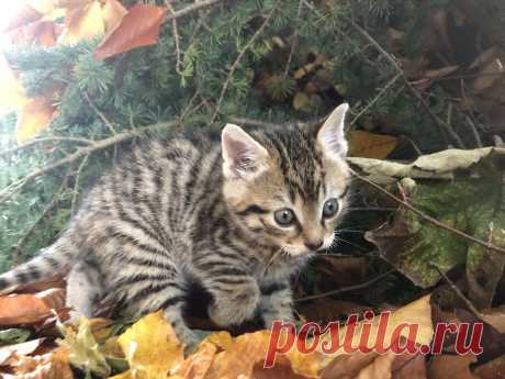 News — Wildcat Haven