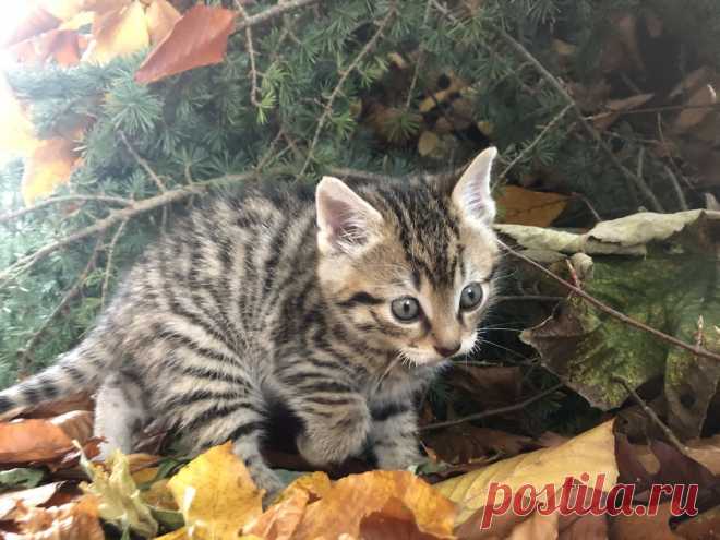 News — Wildcat Haven