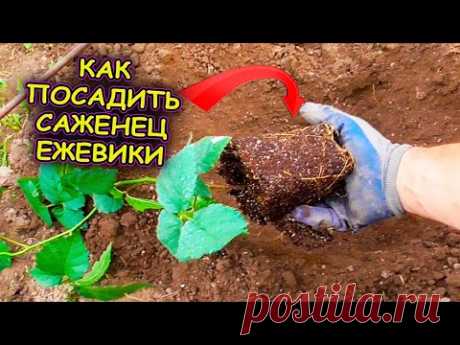 Вот так я сажаю саженцы ежевики в грунт. Как выращивать ежевику. Выращивание ежевики. Ежевика Кеддо.