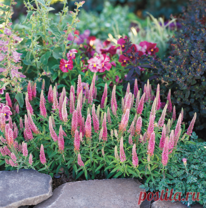 19 красочных многолетников в вашем саду, которые можно использовать в букете | Школа Цветоводства | Яндекс Дзен