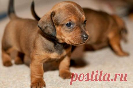 Такса: всё, что нужно знать об этой породе собак от А до Я