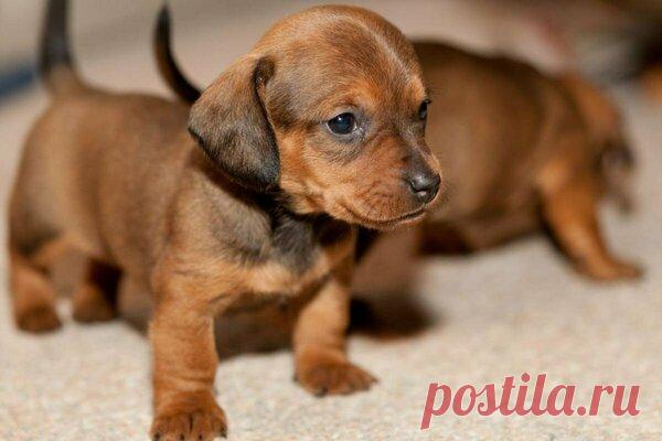 Такса: всё, что нужно знать об этой породе собак от А до Я