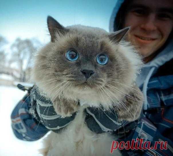Кот-красавец!