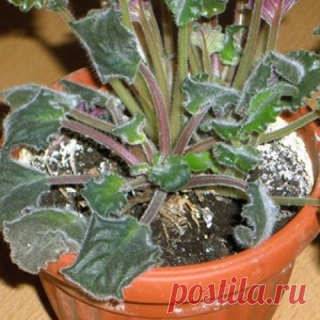 Лечим фиалки от болезней