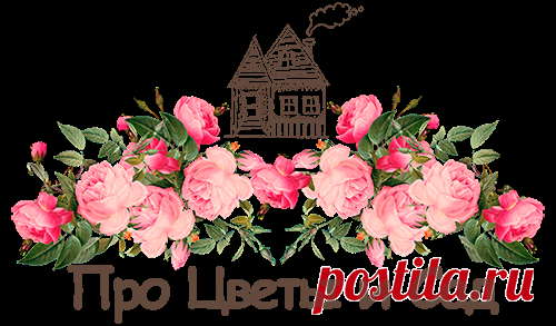 Рассада | flowergarden.pro