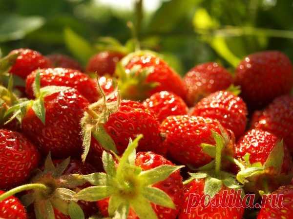 Уход за клубникой весной после зимы