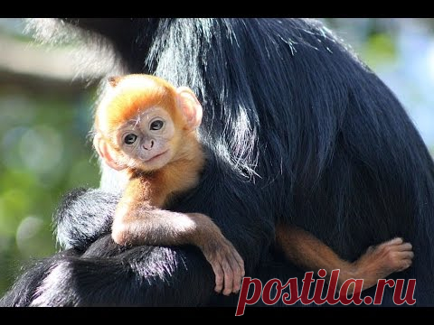 В зоопарке Сиднея родилась Тыковка