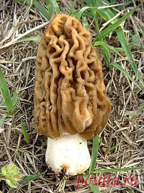 Апрельские грибы для тихой охоты // ОПТИМИСТ