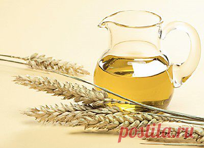 Масло зародышей пшеницы. Применение и свойства - MixedNews.ru