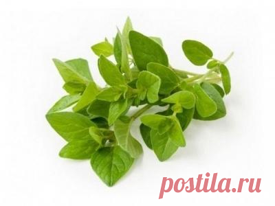 Эффективные целебные средства на основе душицы(орегано)