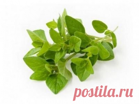 Эффективные целебные средства на основе душицы(орегано)
