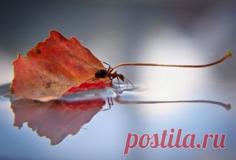 «Вот и лето прошло»: стихотворение-прощание Арсения Тарковского