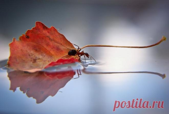 «Вот и лето прошло»: стихотворение-прощание Арсения Тарковского