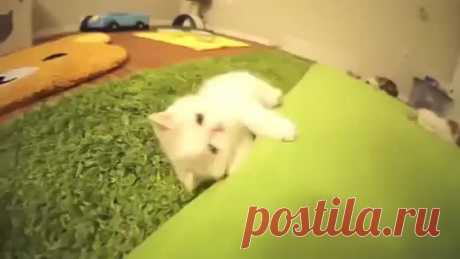 (50) Одноклассники