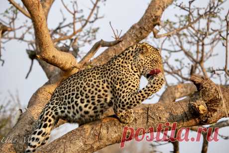 Leopard Explore mayekarulhas' photos on Flickr. mayekarulhas has uploaded 1431 photos to Flickr.