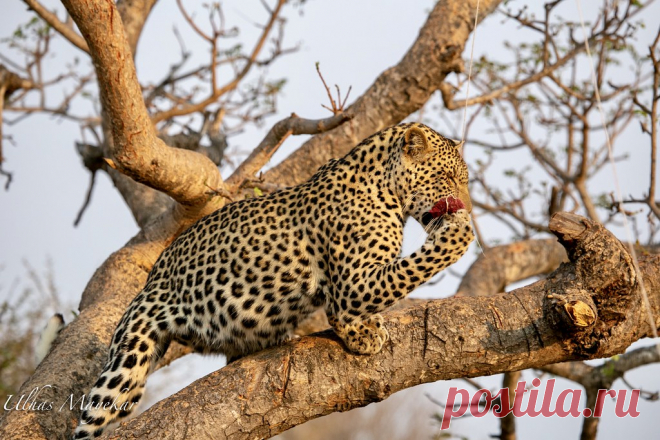 Leopard Explore mayekarulhas' photos on Flickr. mayekarulhas has uploaded 1431 photos to Flickr.