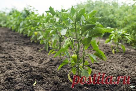 Короткие, но толковые дачные советы | Дачная страна | Яндекс Дзен