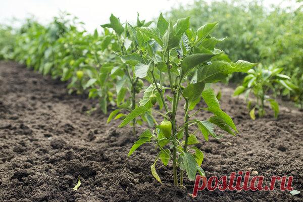 Короткие, но толковые дачные советы | Дачная страна | Яндекс Дзен