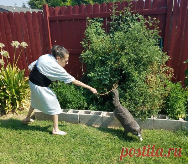 Как отвадить кошек от участка: отпугиватель своими руками и другие способы