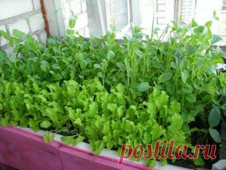 Выращивание зелени на балконе: как вырастить на подоконнике в домашних условиях