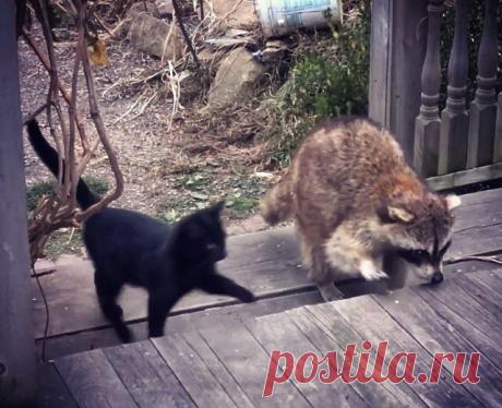 Слепой енот спас двух котят Это невероятная история произошла в одном небольшом городке. К парню, которого зовут Эрин и чей дом находился на окраине, стал захаживать в гости слепой енот.