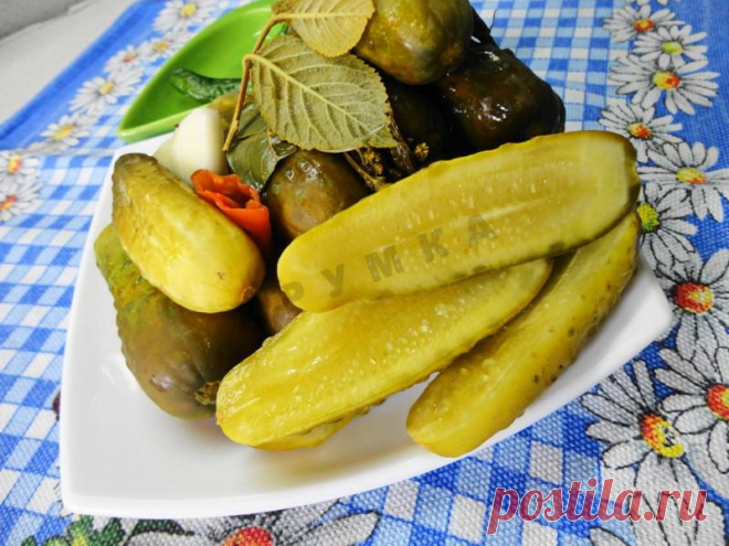 Засолка бочковых огурцов на зиму рецепт с фото пошагово и видео - 1000.menu