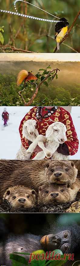 Обои для рабочего стола National Geographic