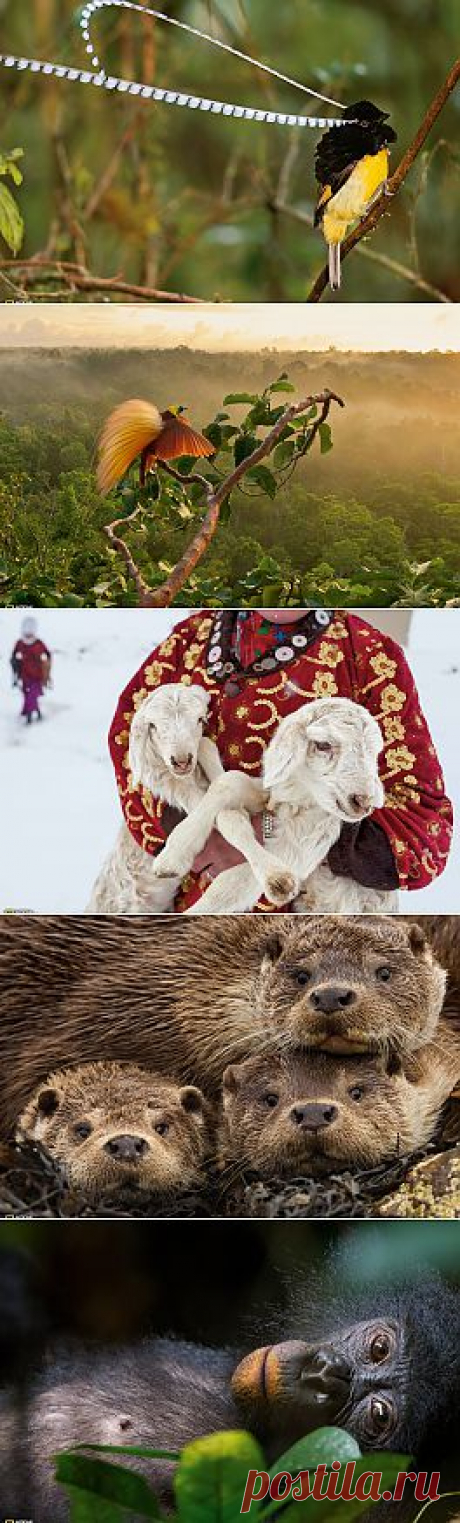 Обои для рабочего стола National Geographic