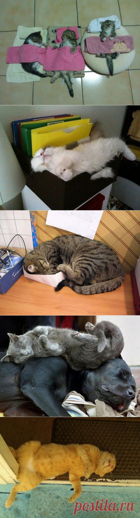 Спящие котейки