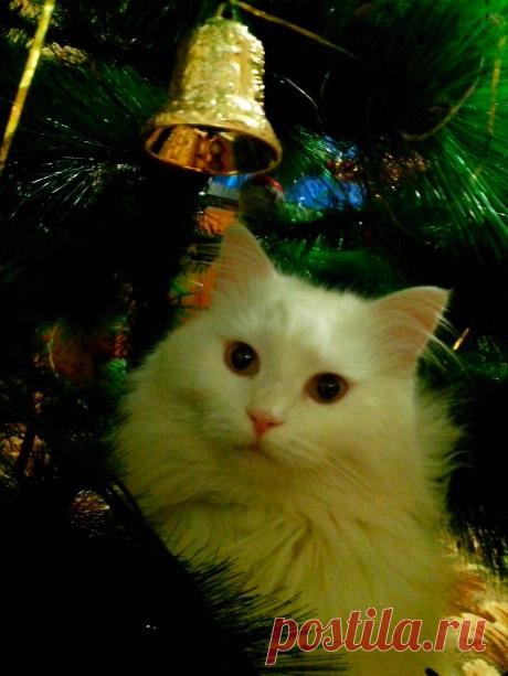 Мой котик Тиша.