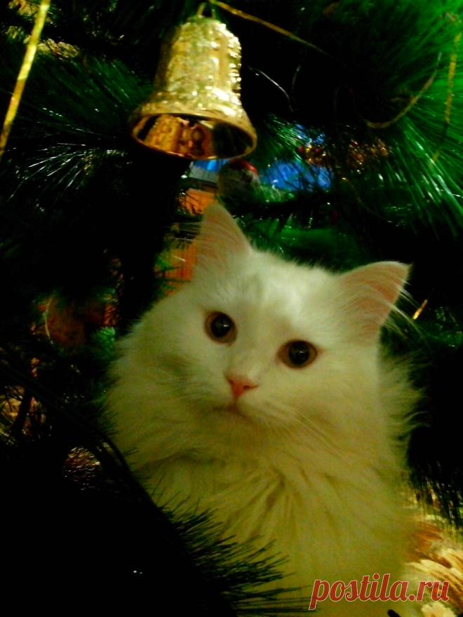 Мой котик Тиша.