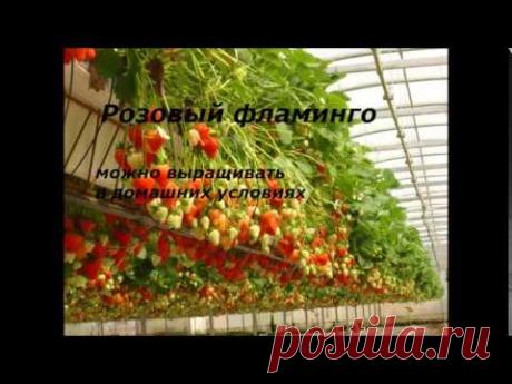 Клубника ремонтантная, сорта с фото.