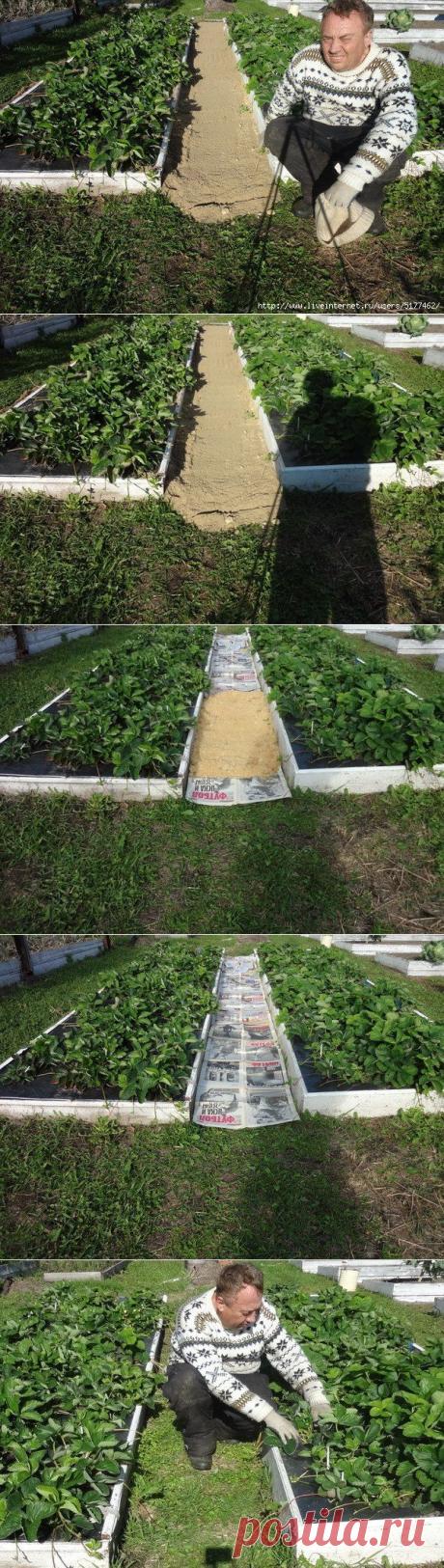 КАК СДЕЛАТЬ ЧТОБЫ В ПРОХОДАХ МЕЖДУ ГРЯДКАМИ ТРАВА НЕ РОСЛА Совет от Игоря Лядова.