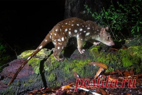 Фермер случайно поймал в ловушку считавшееся вымершим редкое животное. Фермер из штата Южная Австралия случайно поймал редкое животное, находящееся под угрозой исчезновения. Мужчина установил ловушку на своей ферме, чтобы поймать животное, съевшее его цыплят. По словам мужчины, когда он решил проверить ловушку, то ожидал увидеть в ней кота или лису.