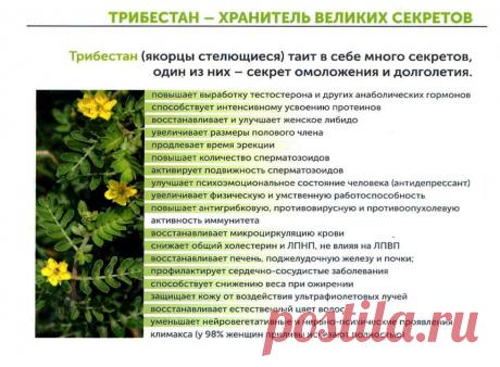 Якорцы стелющиеся (трибестан)