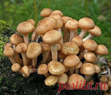 Как вырастить опята на дачном участке