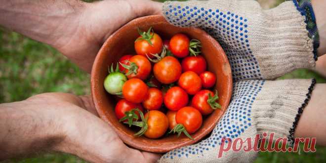18 продуктов, которые продлят вашу жизнь - Лайфхакер