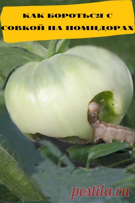 как бороться с совкой на помидорах