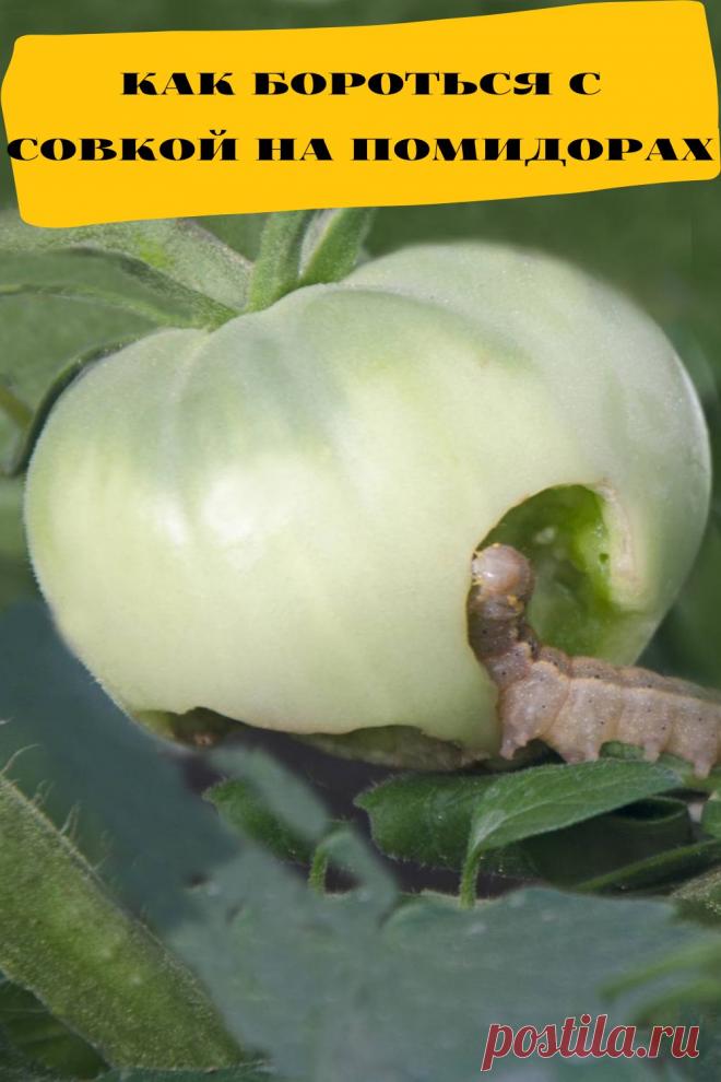 как бороться с совкой на помидорах