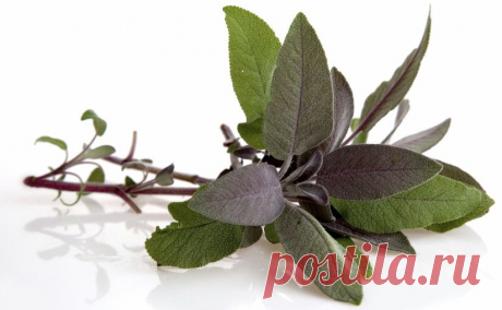 Ароматные травы в вашем саду | Цветы и травы