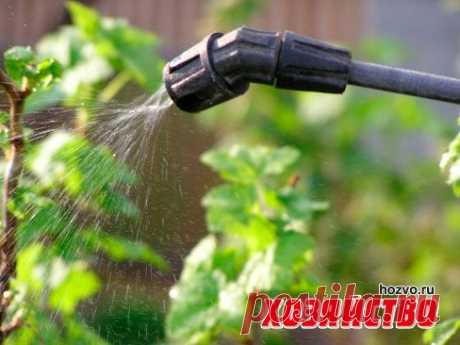 Удобряем сад просроченными лекарствами. Завалялись препараты, которые и выбросить жалко, и хранить нельзя? Используйте их в огороде!