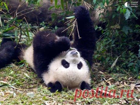 Царство лени - питомник панд - Путешествуем вместе