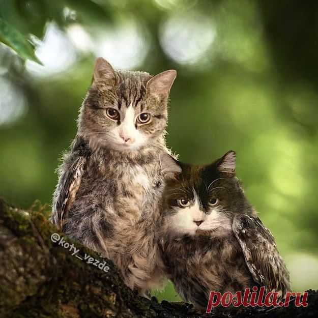 Owls and hedgehogs for @margodegenova
🦉🦔
.
.

#кот #котик #коты #cat #cats #catsofinstagram #catsagram #strange #thing #Photoshop #meme #memes #catmeme #funnycats #humor #юмор #kotyvezde #cats_of_instagram #catsofworld #catlover #owl #owllovers #owls #owllover #сова #совы #птица #birds