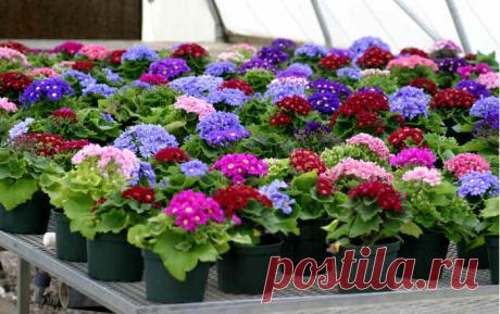 18 советов о выращивании цветочной рассады | цветник