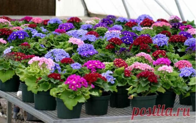 18 советов о выращивании цветочной рассады | цветник