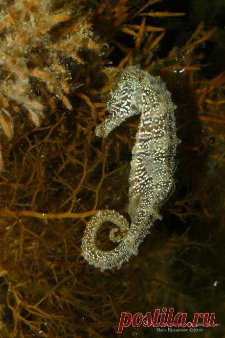 Морской конек довгорилий