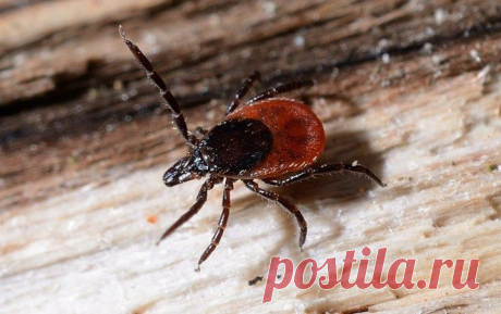 Про идиотов и клещей | Охота и рыбалка